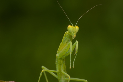 083-Green-Predator