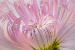 087-Falling-Petals