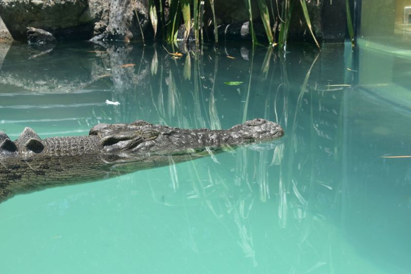 Crocodile