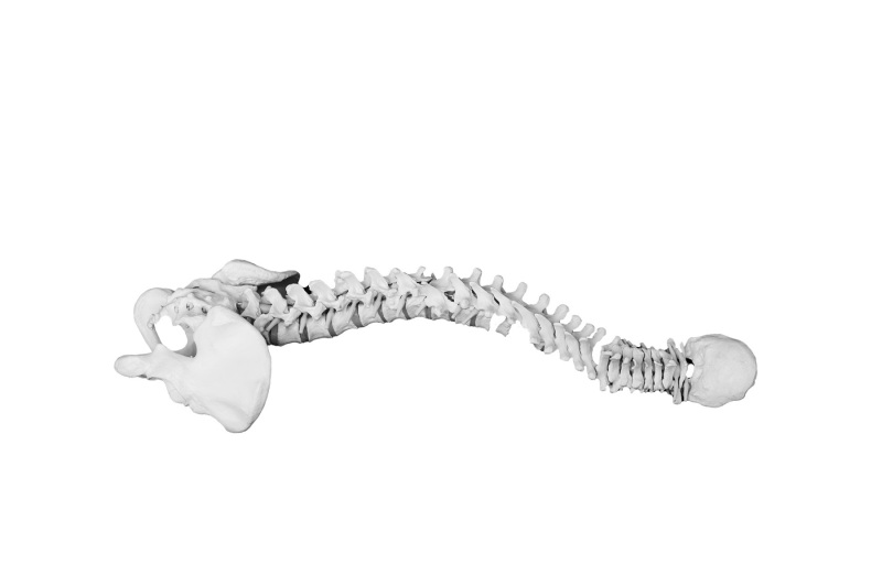 Spine