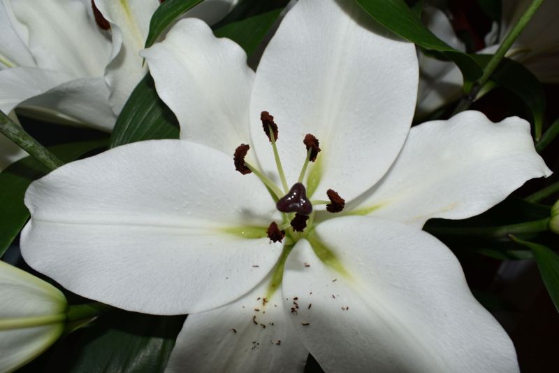 flower